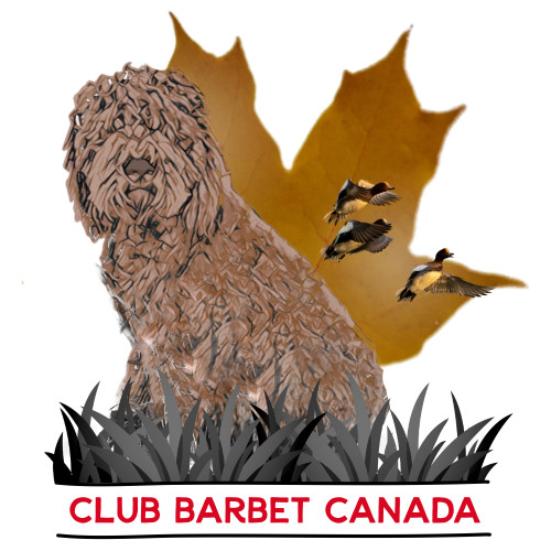 Accueil logo club barbet canada 2026